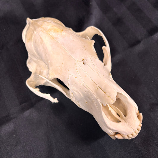 Black Bear Skull - Shot damage