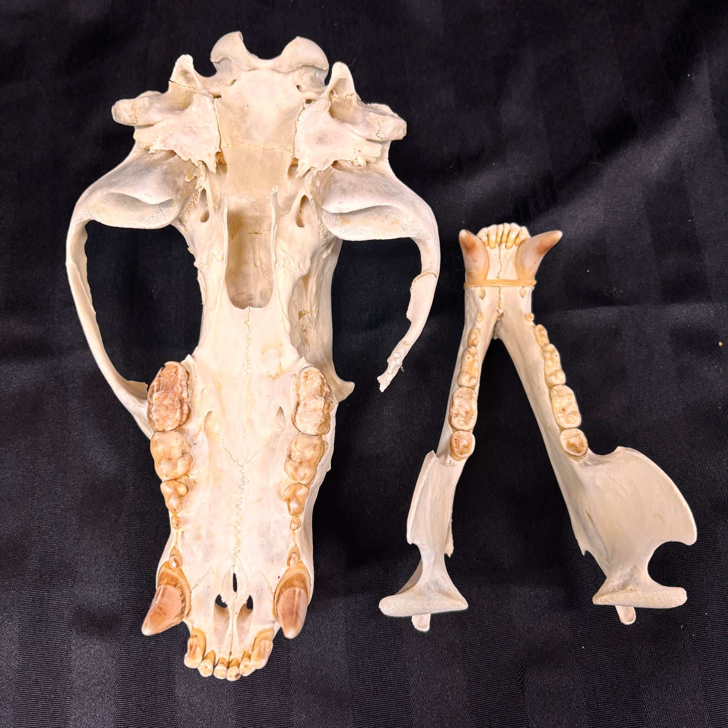 Black Bear Skull - Shot damage