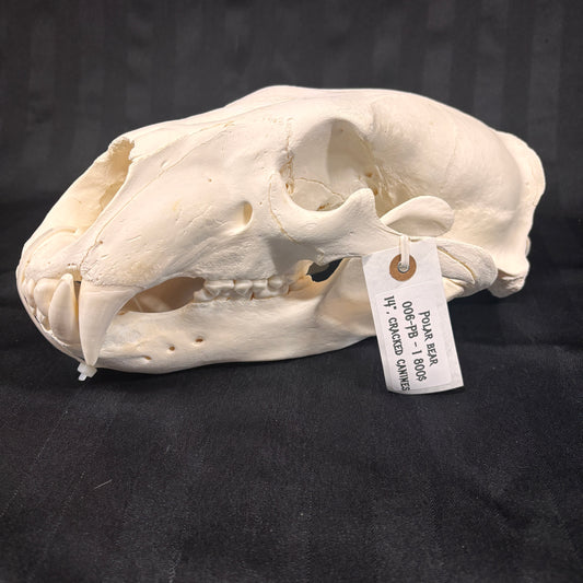 Polar Bear Skull - 14" - 006-PB