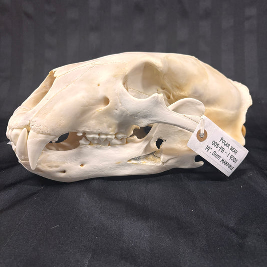 Polar Bear Skull - 14" - 005-PB