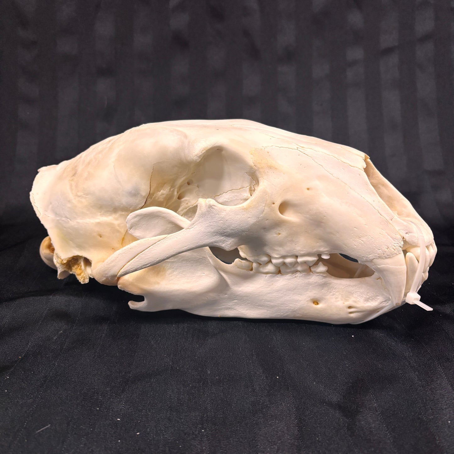 Polar Bear Skull - 14" - 005-PB