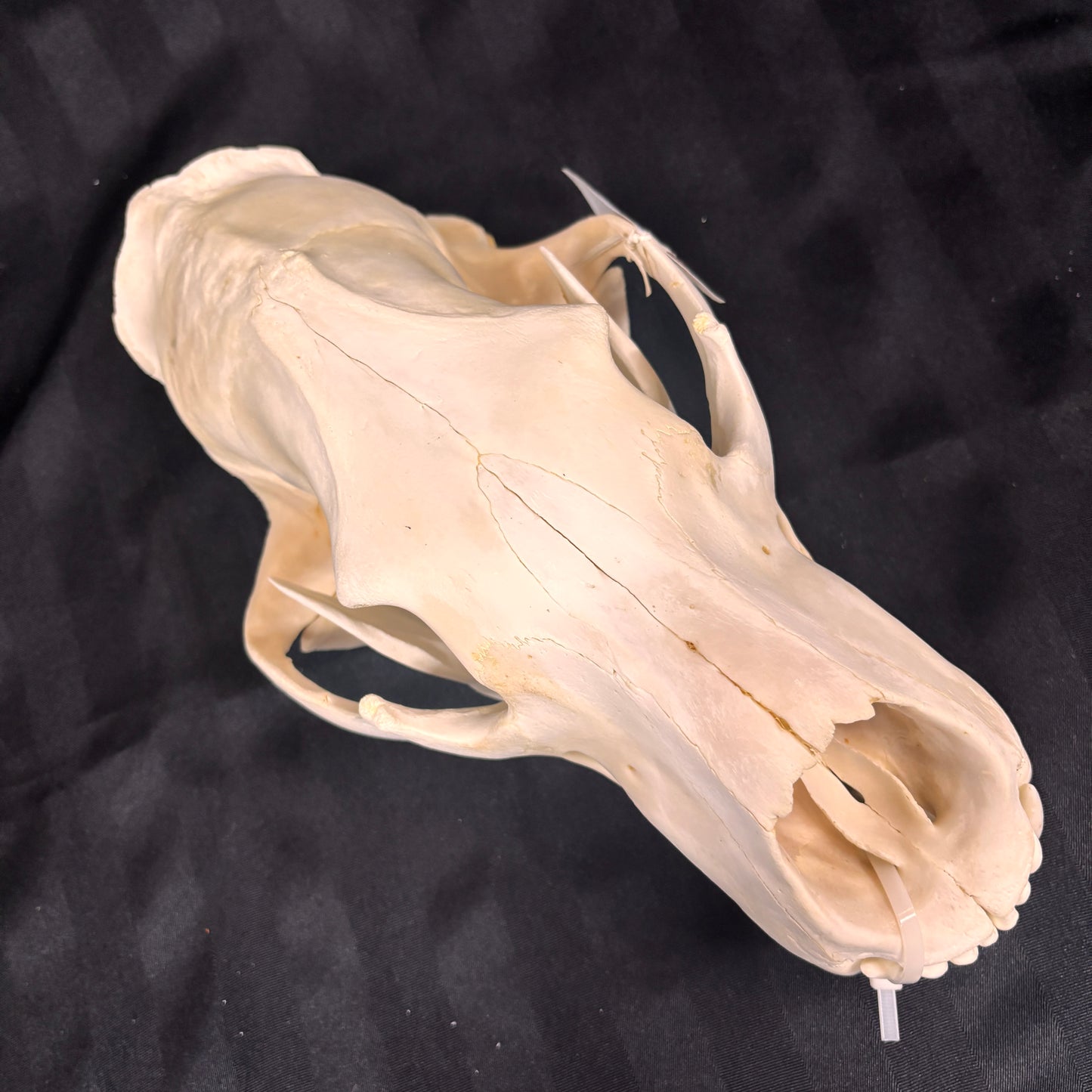 Polar Bear Skull - 14" - 005-PB