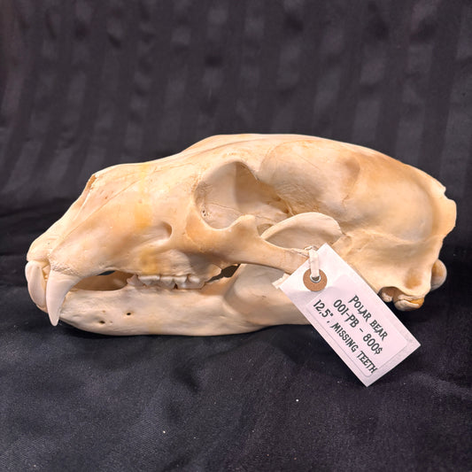 Polar Bear Skull - 12.5" - 001-PB - Missing teeth