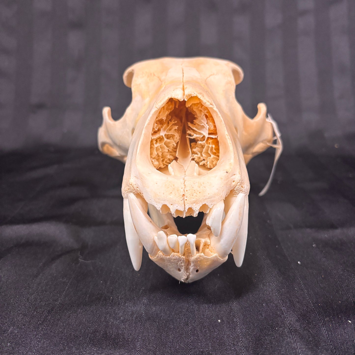 Polar Bear Skull - 12.5" - 001-PB - Missing teeth