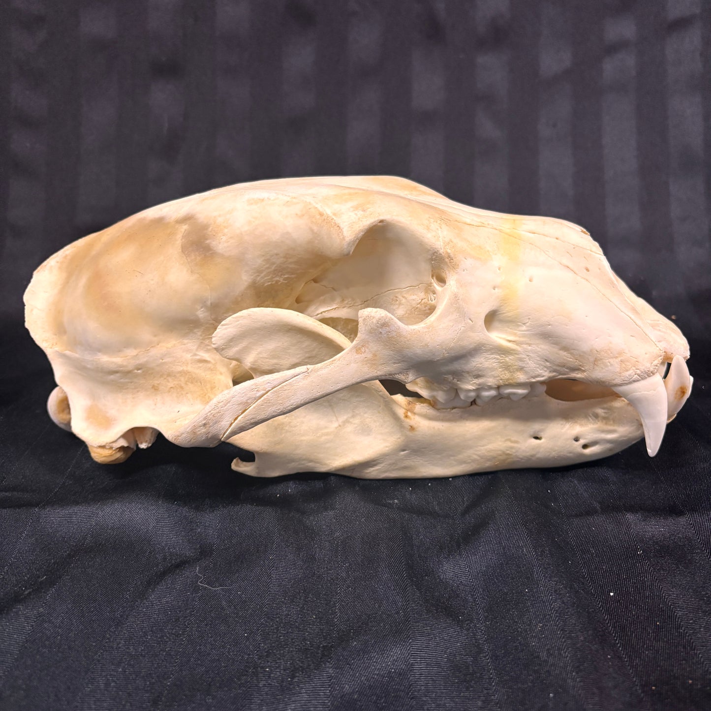 Polar Bear Skull - 12.5" - 001-PB - Missing teeth