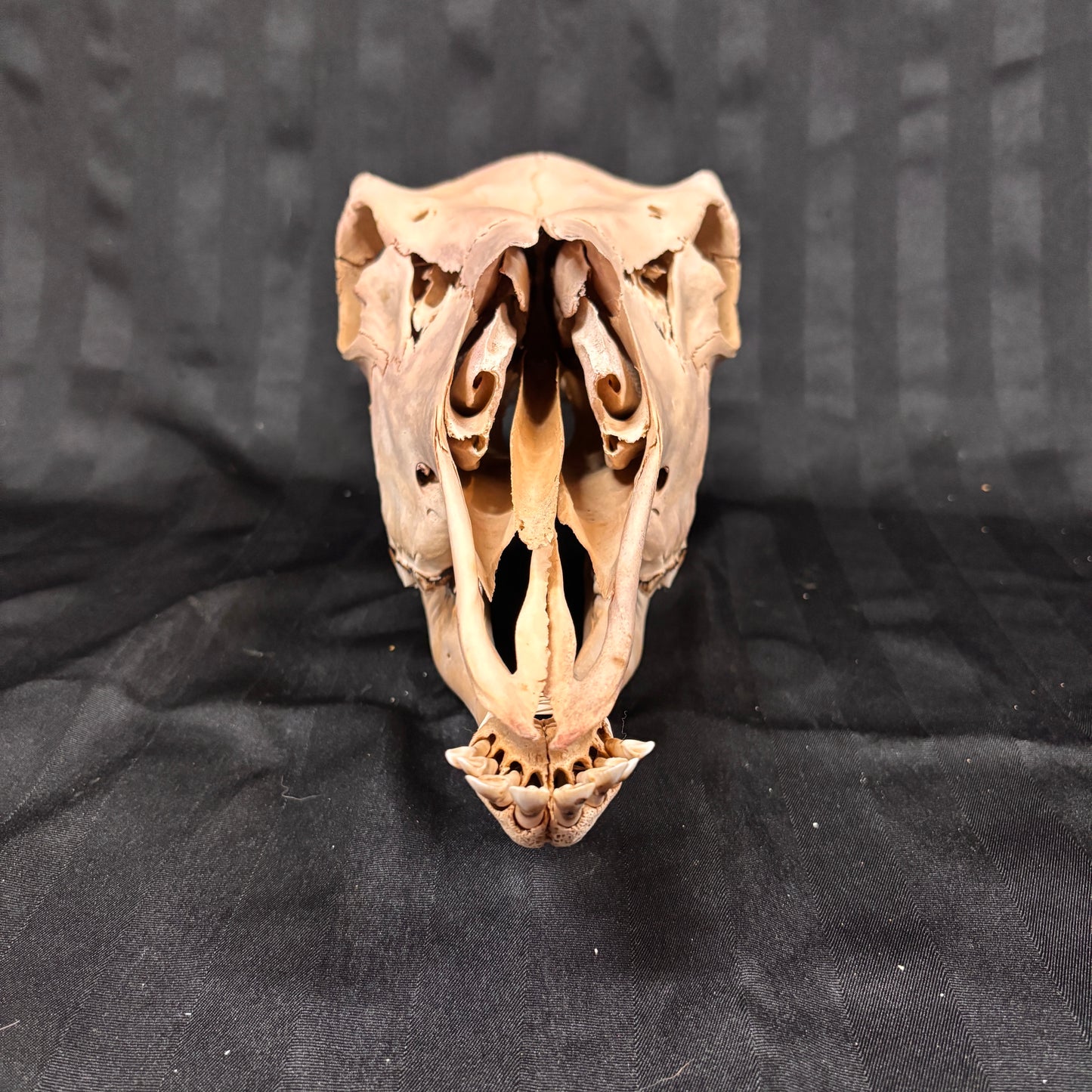 Moose skull - Female, complete, whitened