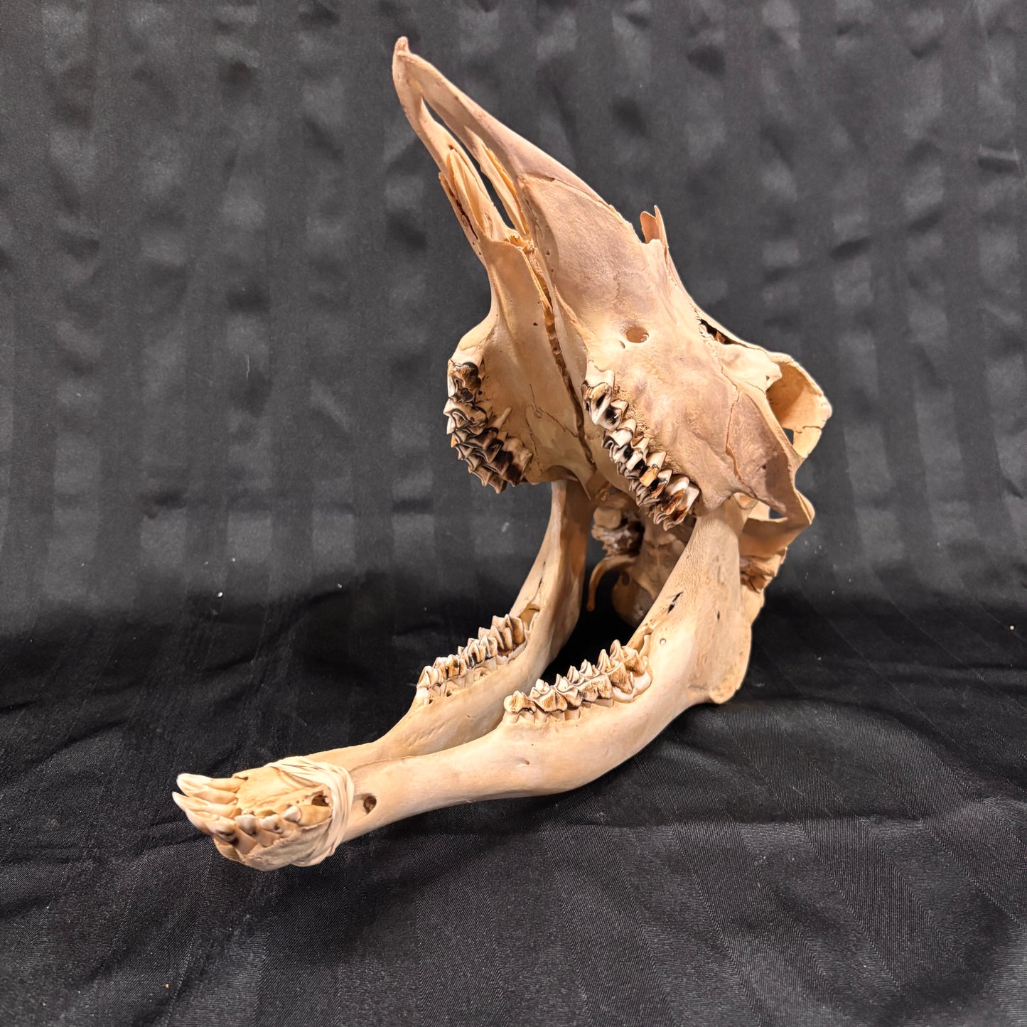 Moose skull - Female, complete, whitened