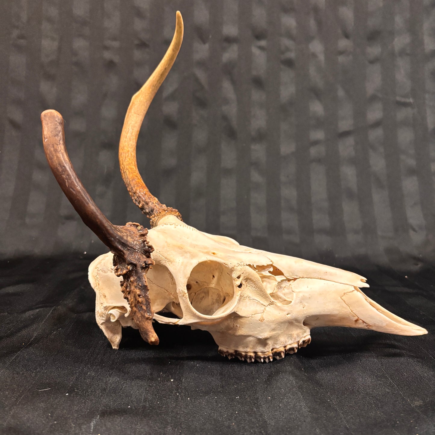 Deer Skull - Weird