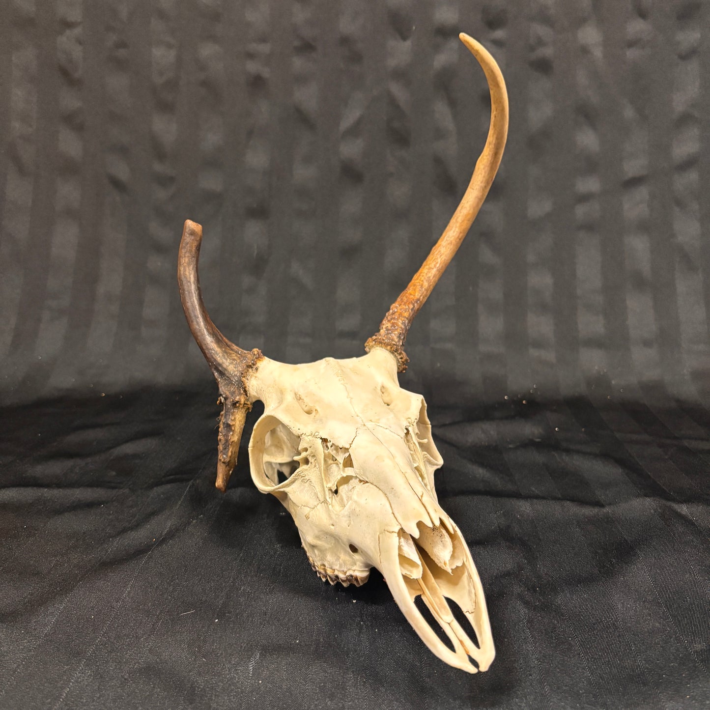 Deer Skull - Weird