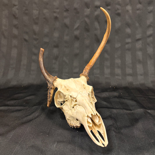 Deer Skull - Weird