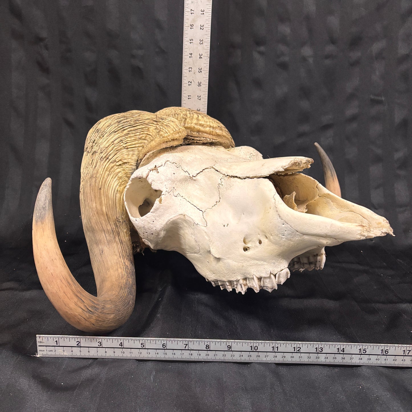 Musk Ox Skull - Large 20" - No lower jaw