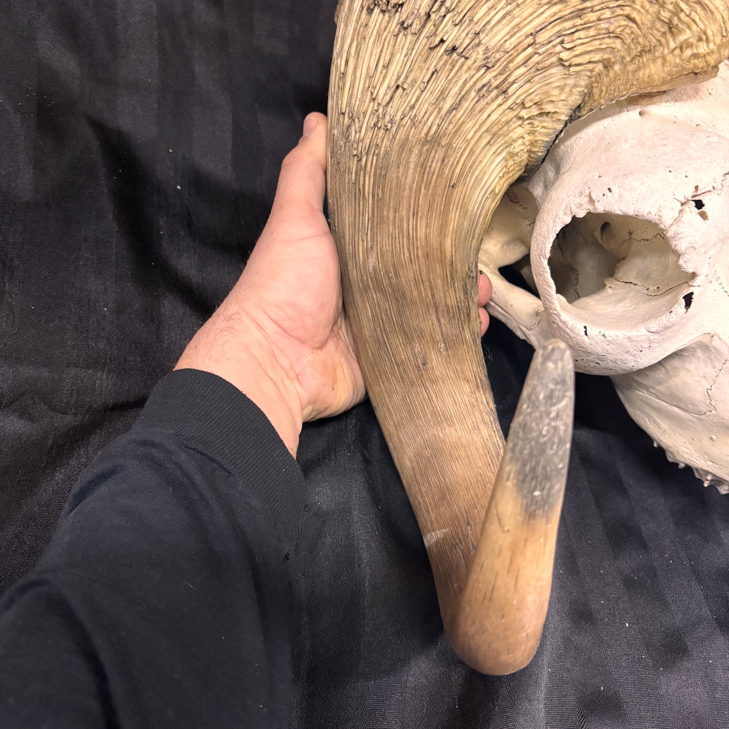 Musk Ox Skull - Large 20" - No lower jaw