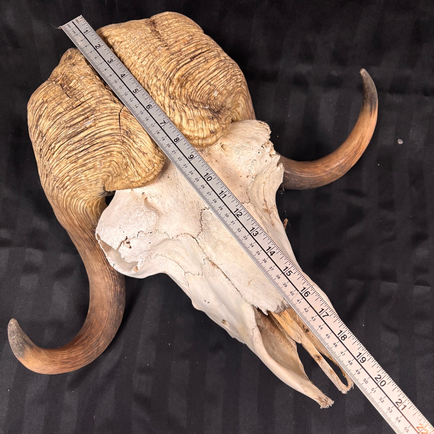 Musk Ox Skull - Large 20" - No lower jaw