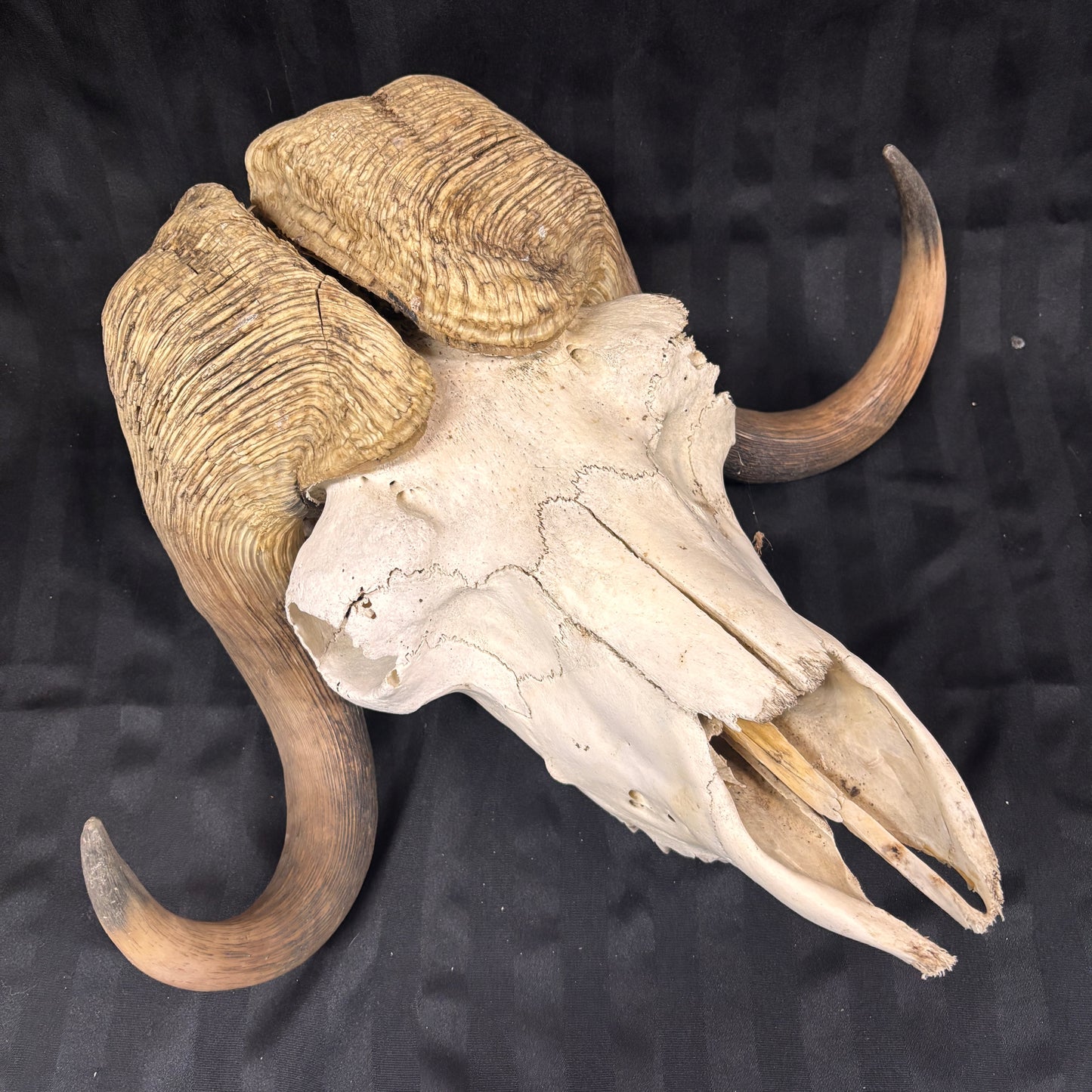 Musk Ox Skull - Large 20" - No lower jaw