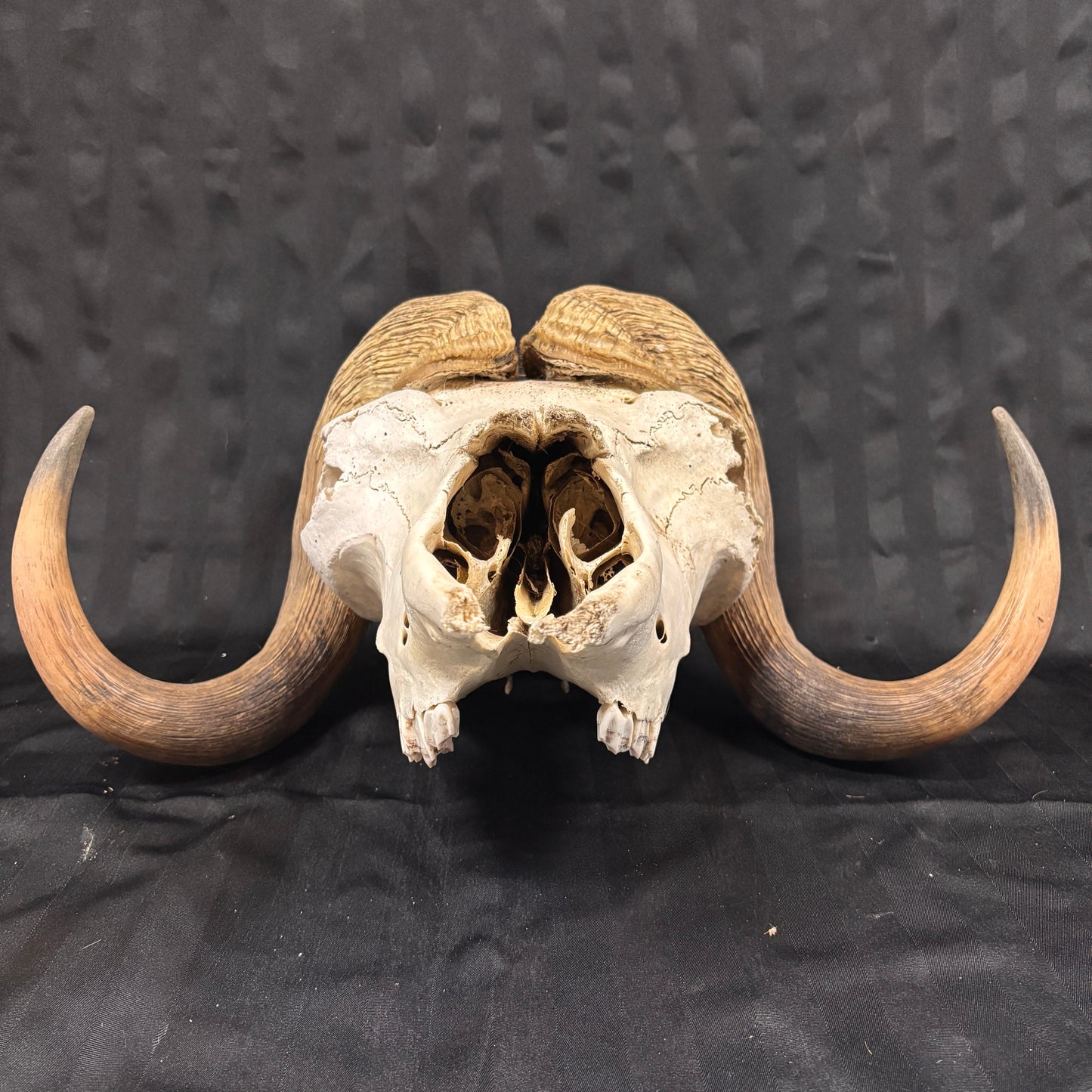 Musk Ox Skull - Large 20" - No lower jaw