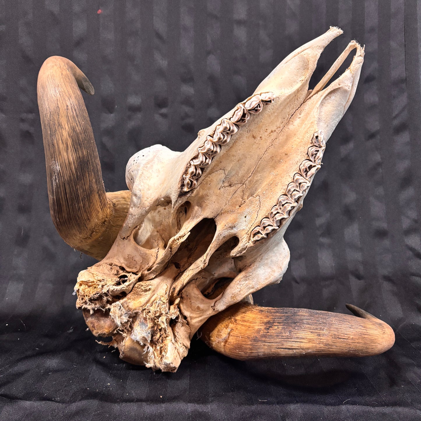 Musk Ox Skull - Large 20" - No lower jaw