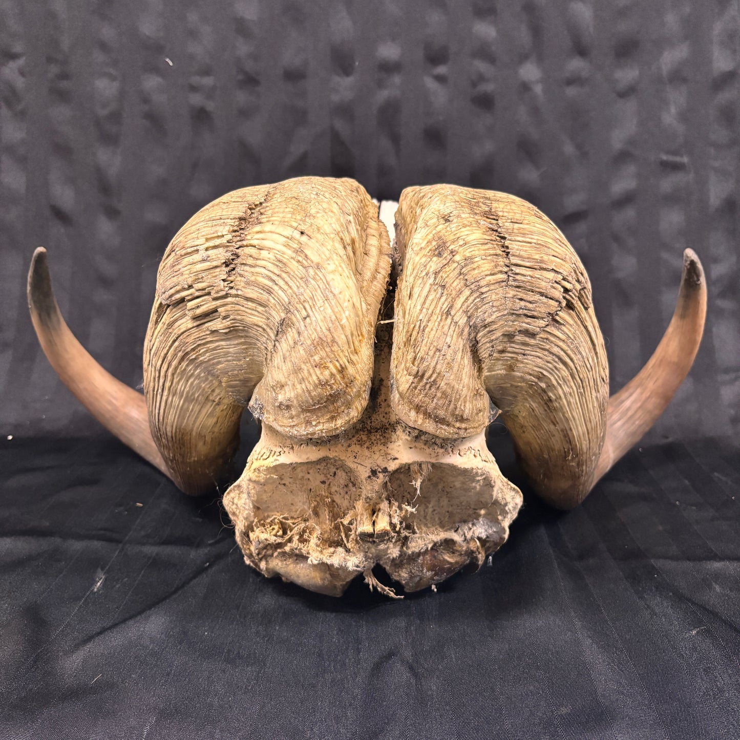 Musk Ox Skull - Large 20" - No lower jaw
