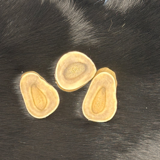 Caribou Antler Slices