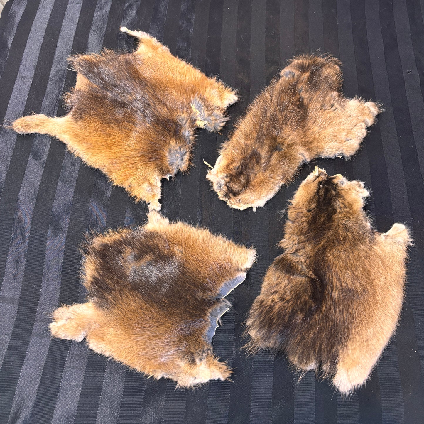Muskrat Furs Partial Skins