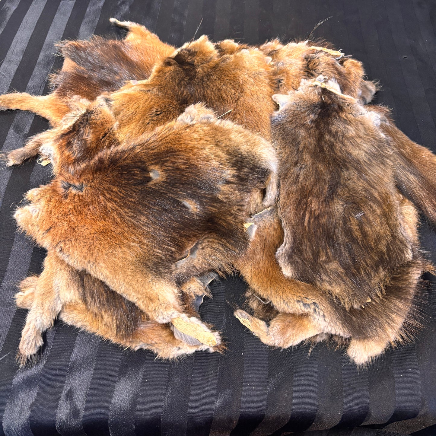 Muskrat Furs Partial Skins