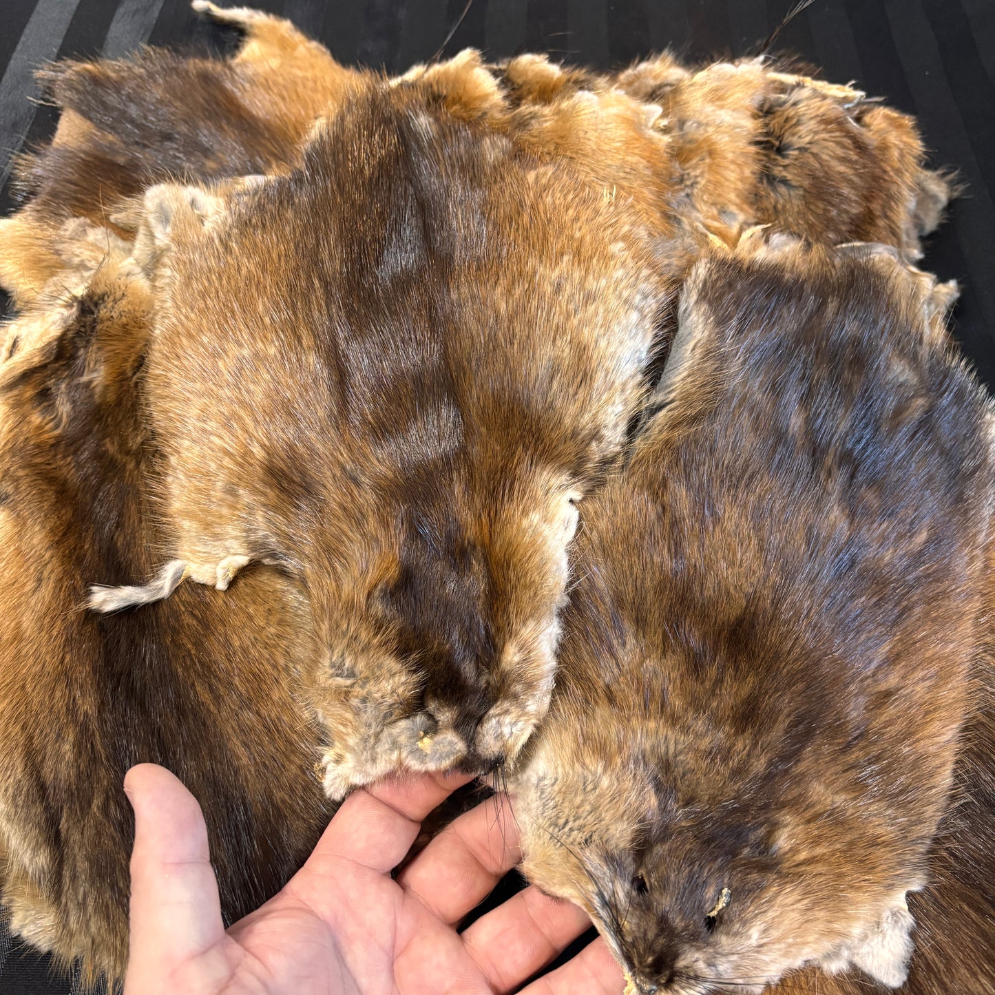 Muskrat Furs Partial Skins