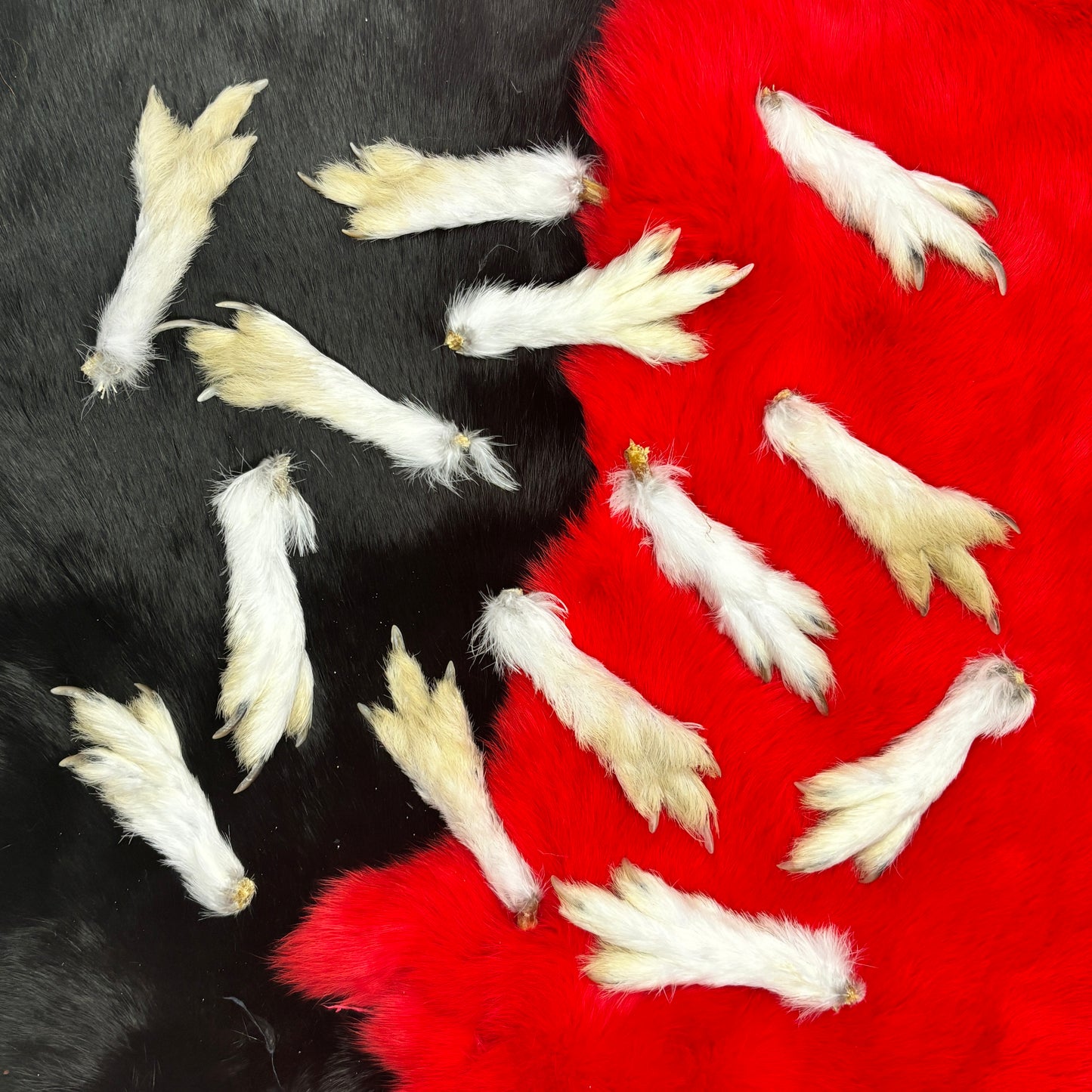 Ptarmigan Feet
