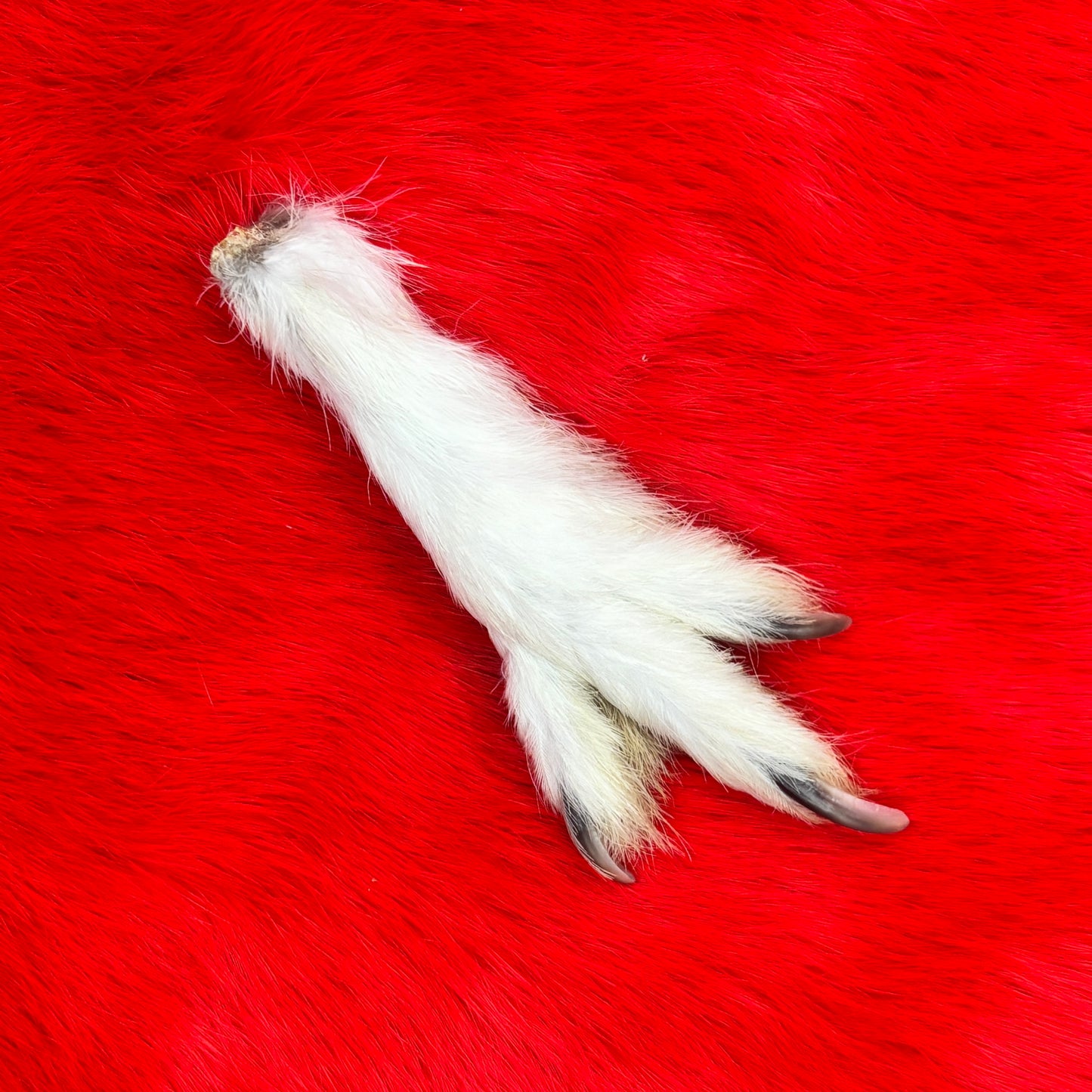 Ptarmigan Feet