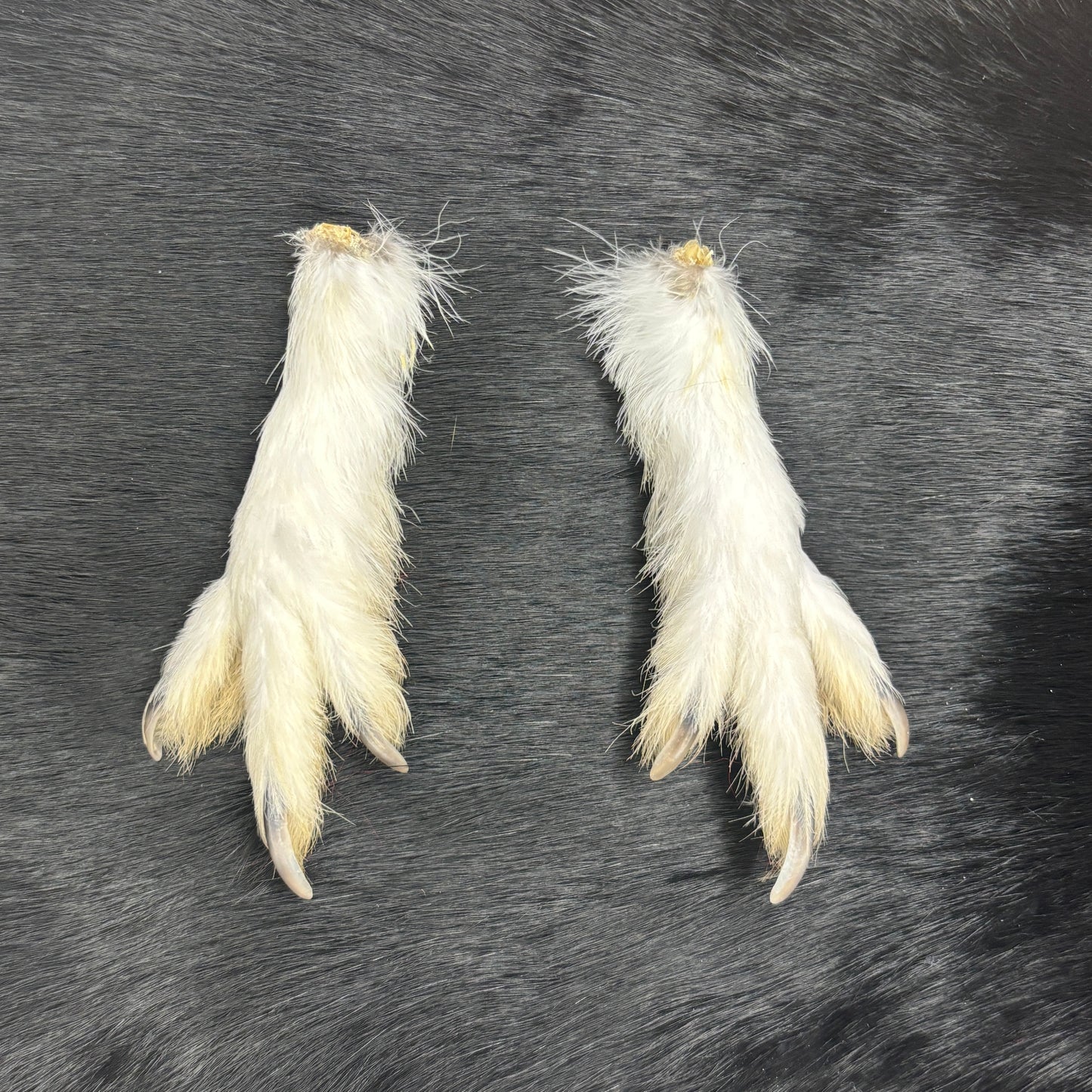 Ptarmigan Feet