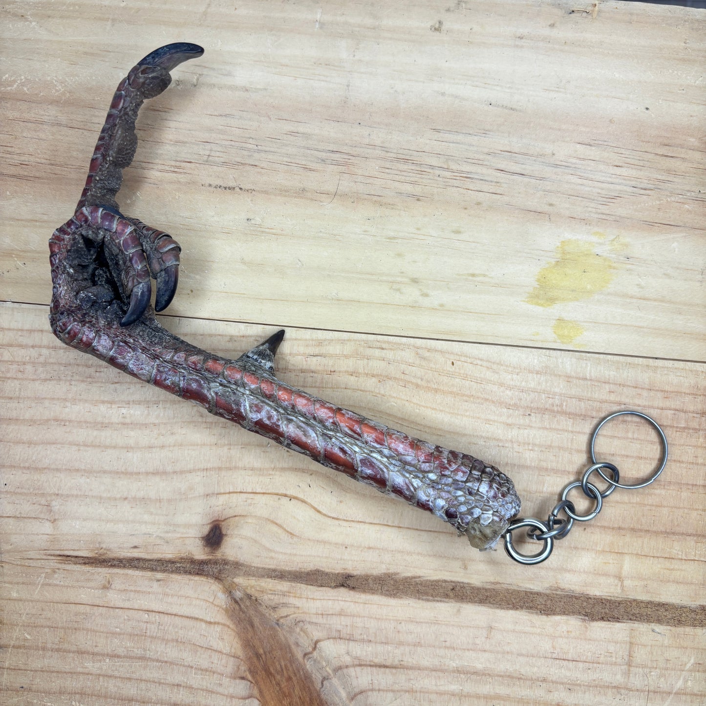 Wild Turkey Feet