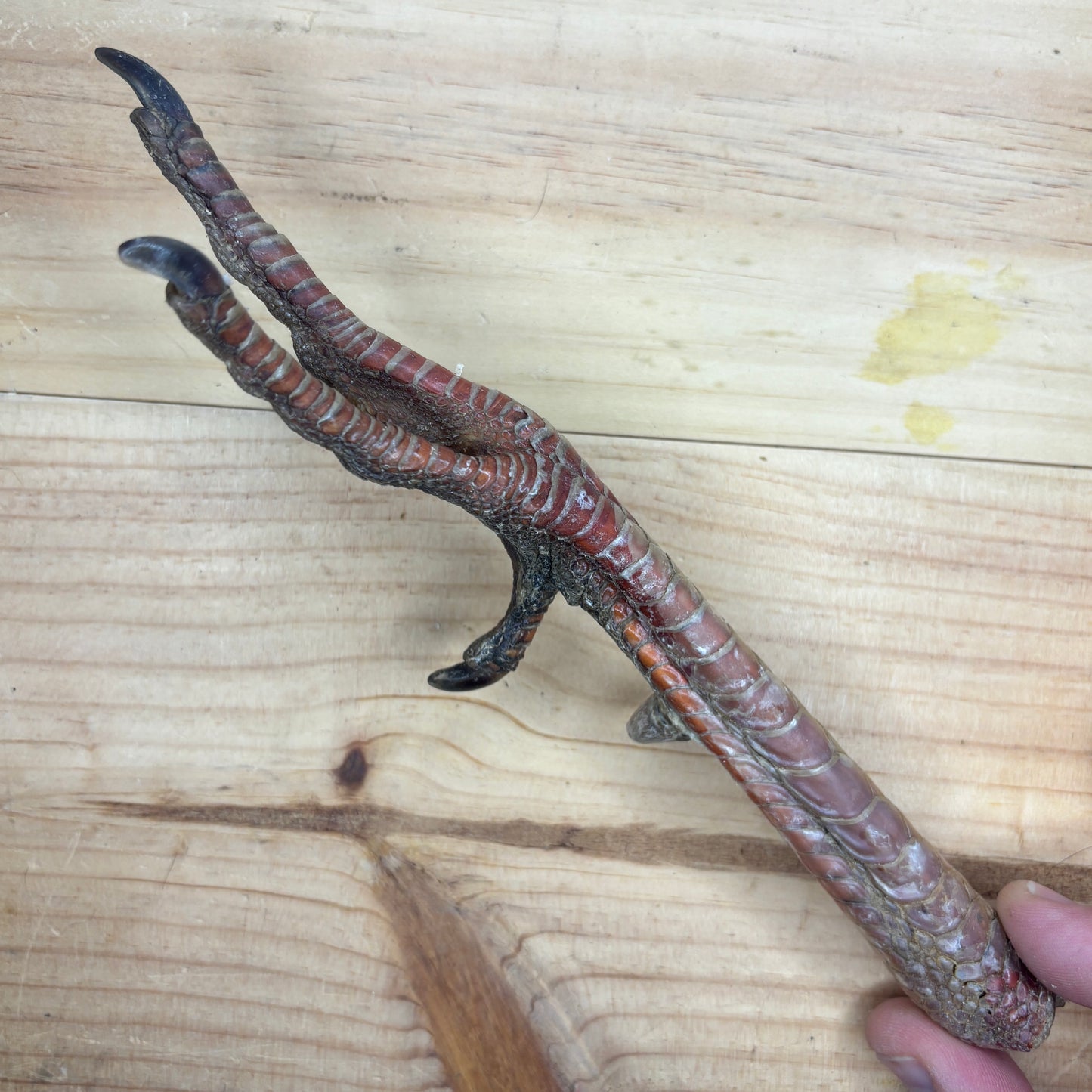 Wild Turkey Feet
