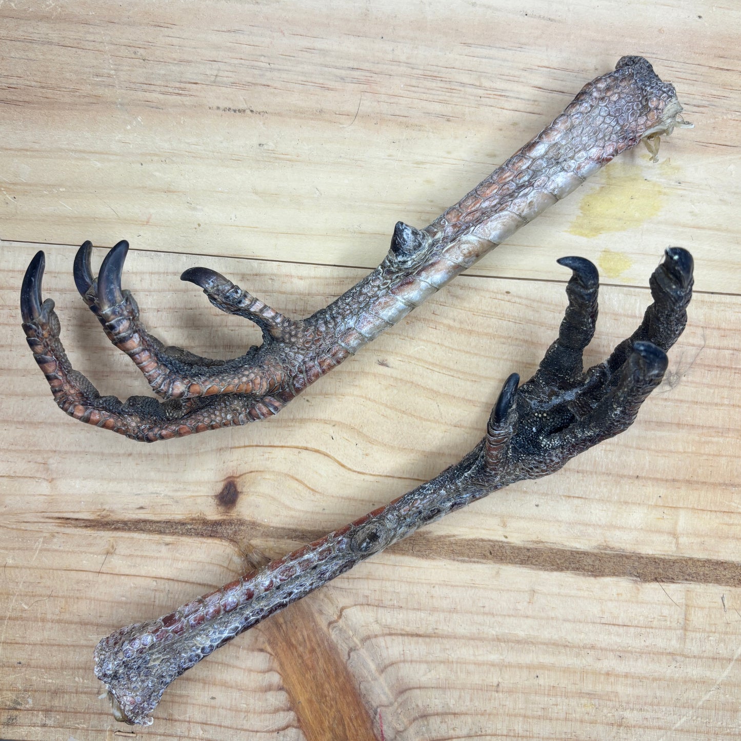 Wild Turkey Feet