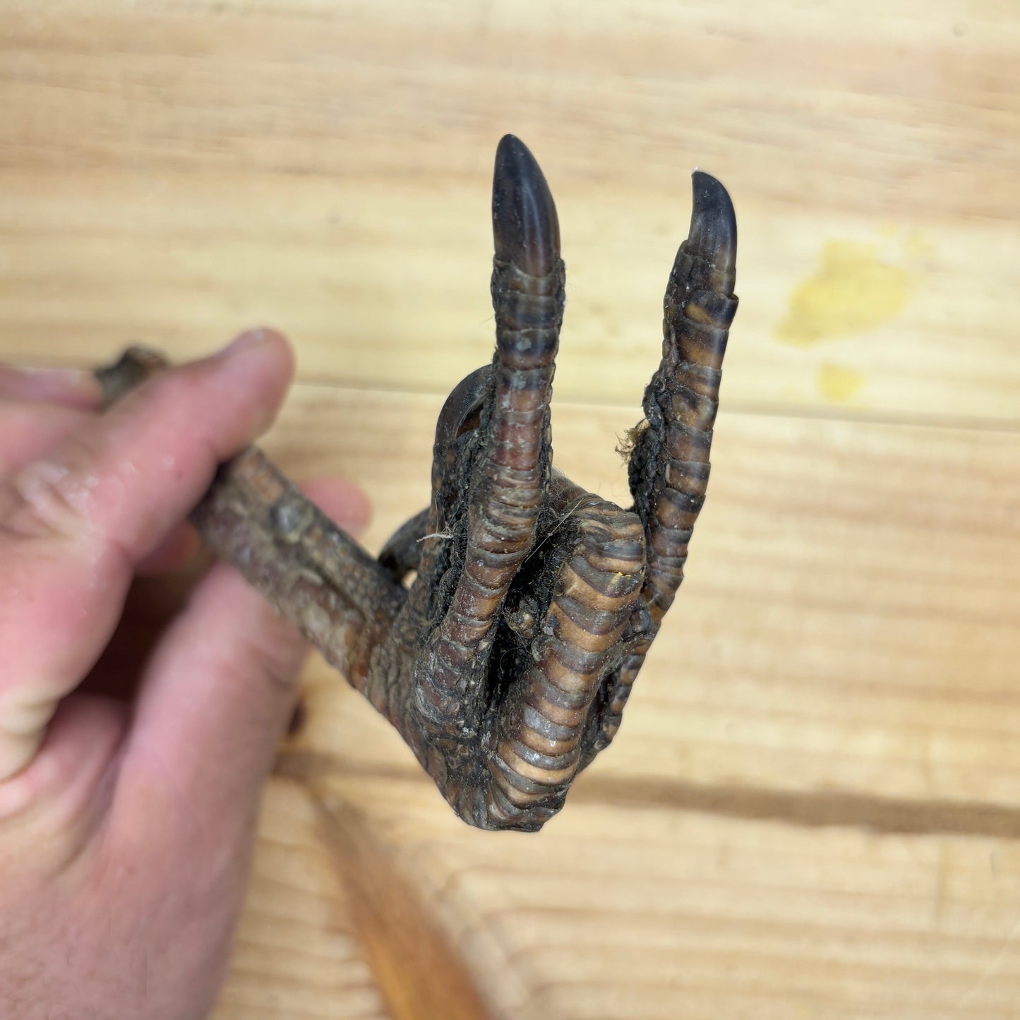 Wild Turkey Feet
