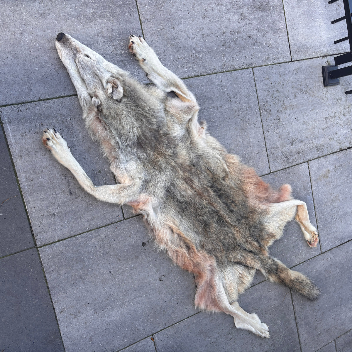 Timber Wolf