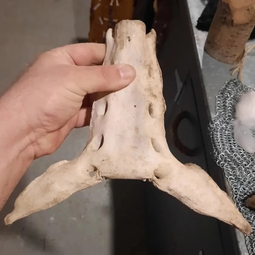 Animal Sacrum Bone