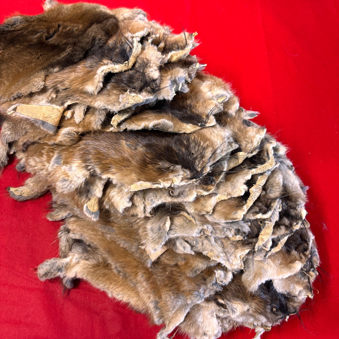 Muskrat Furs 2nd Quality
