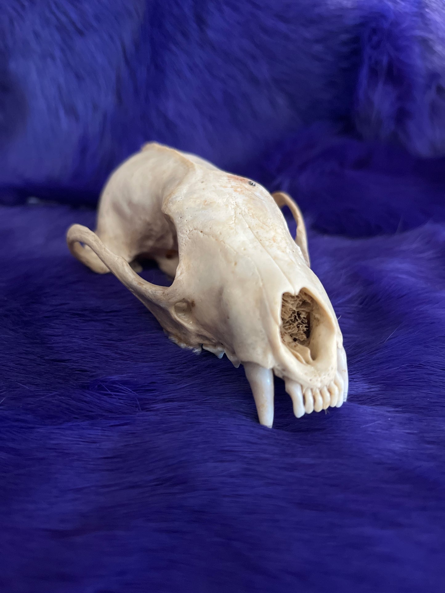 Fisher Skull Without Jaw