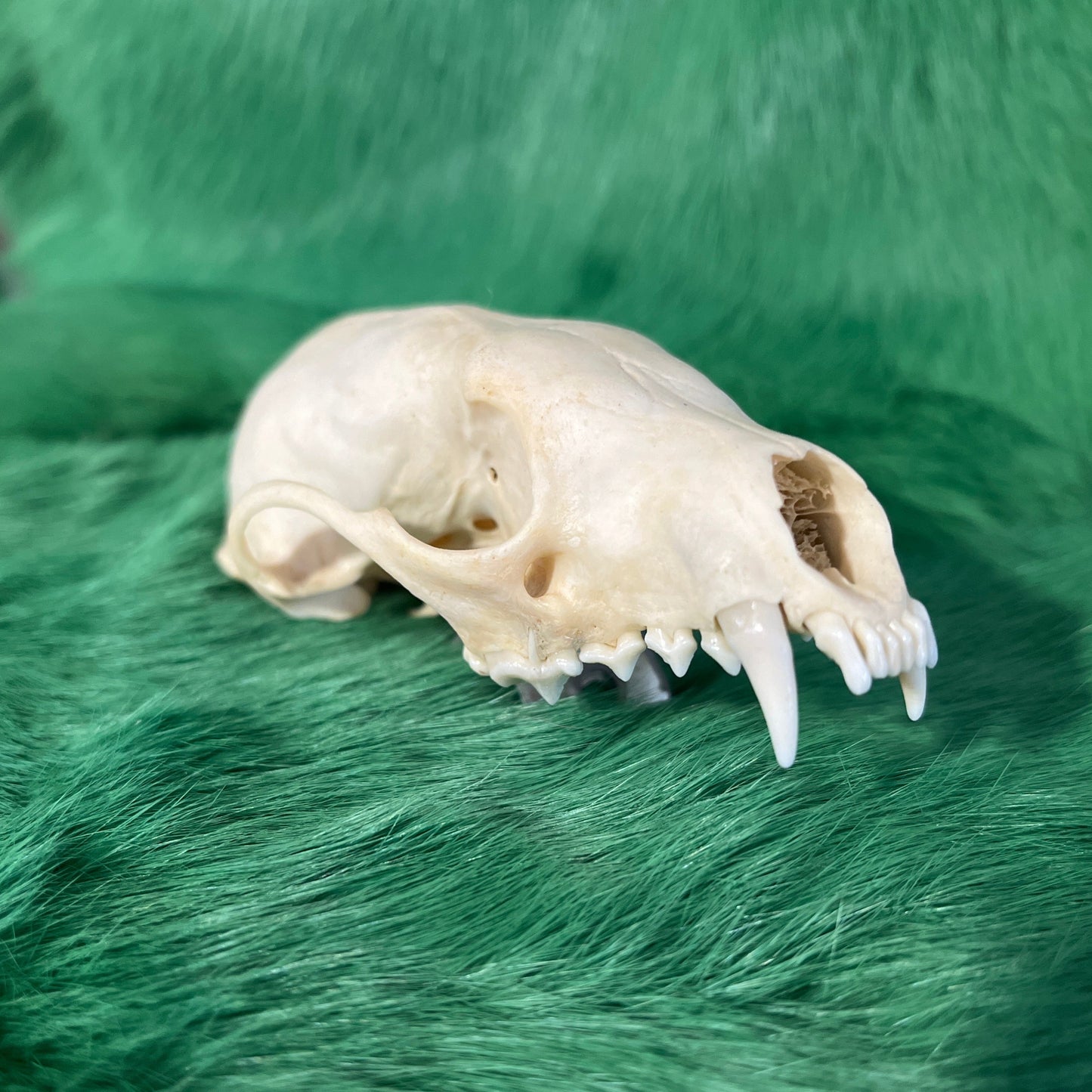 Fisher Skull Without Jaw