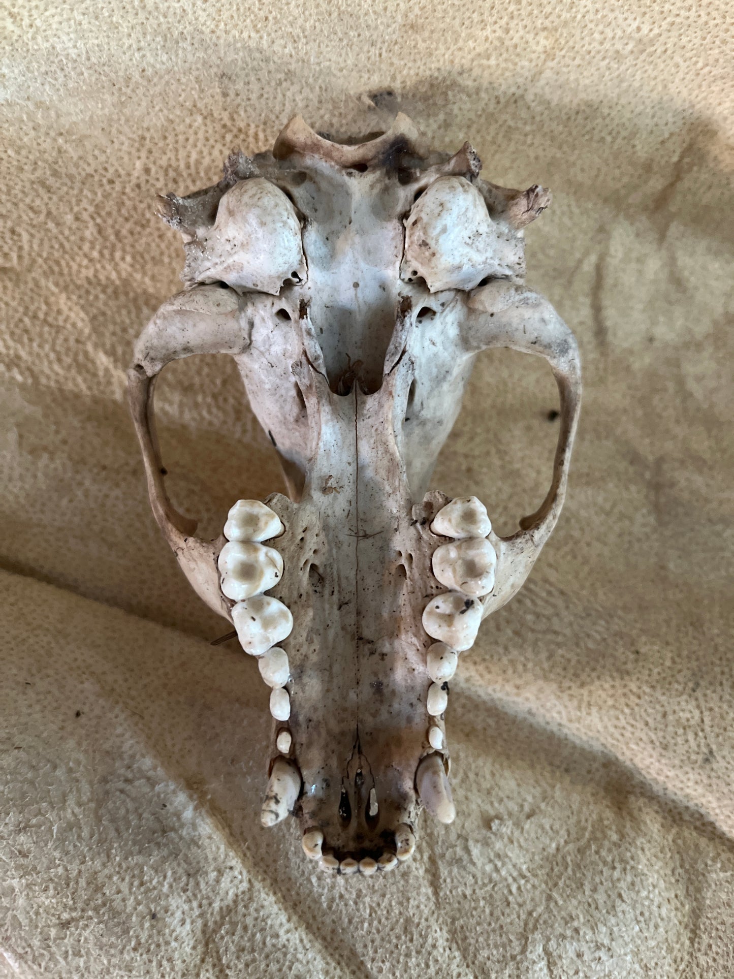 Natural Raccoon Skull Without Jaw