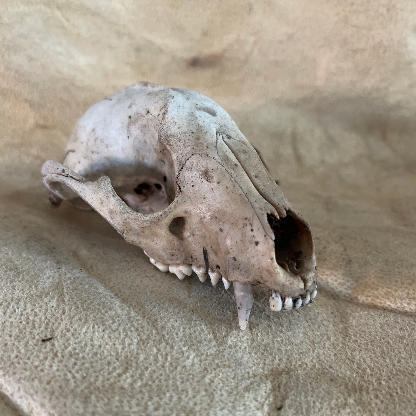 Natural Raccoon Skull Without Jaw