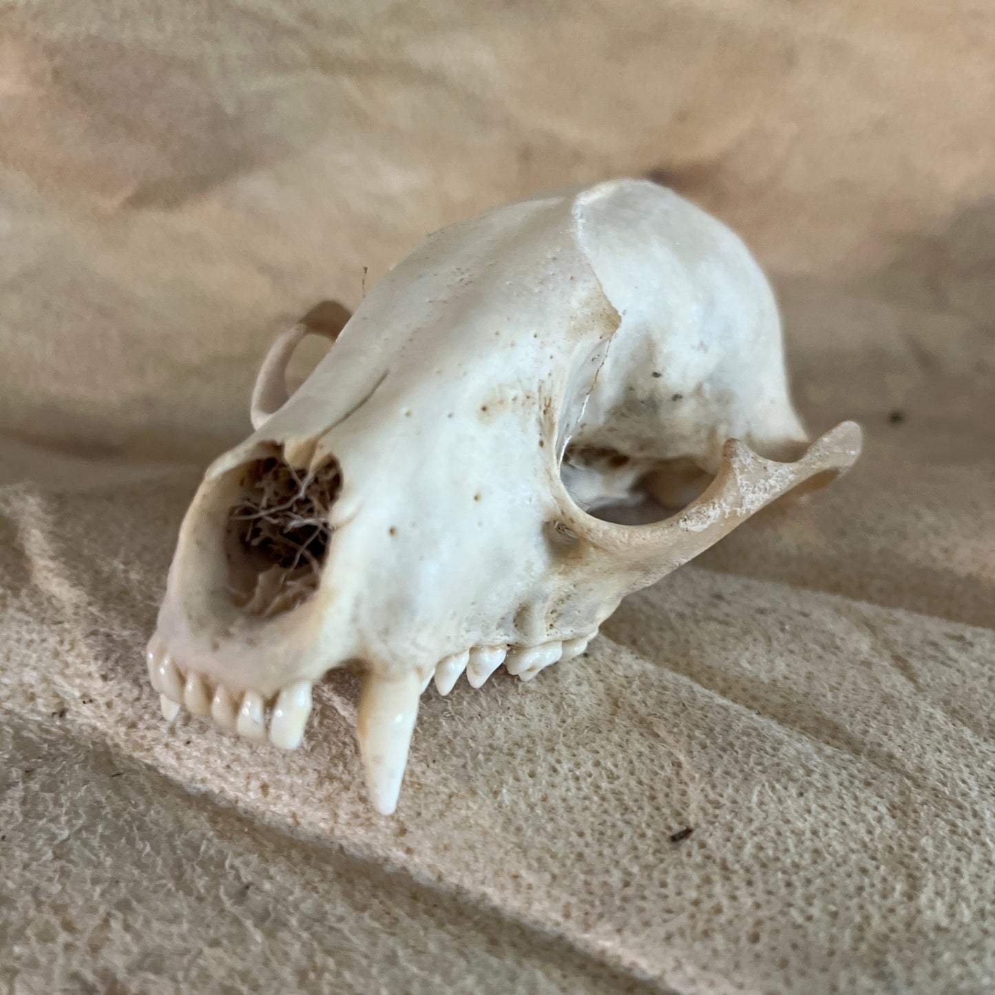 Whitewashed Raccoon Skull Without Jaw