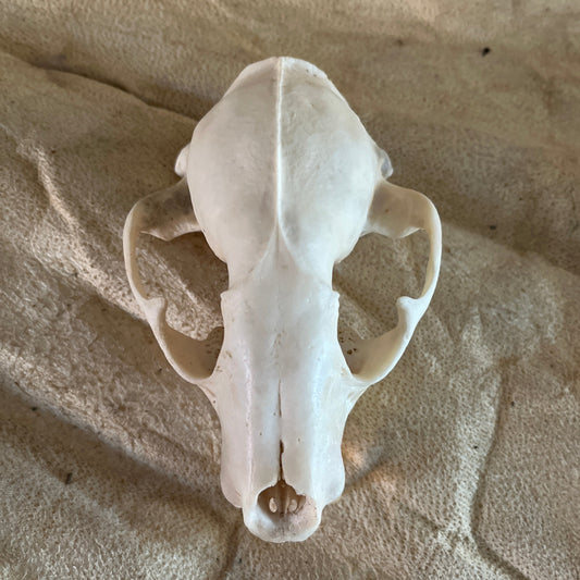 Whitewashed Raccoon Skull Without Jaw