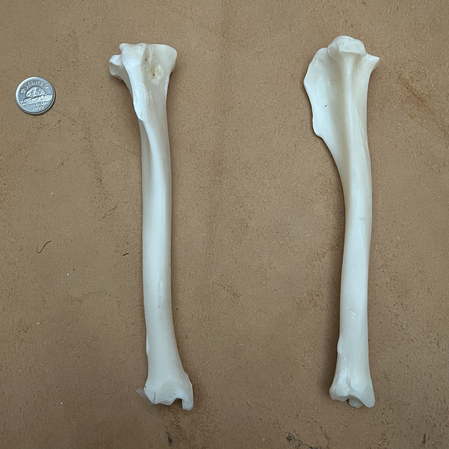 Coyote Bone - Tibia
