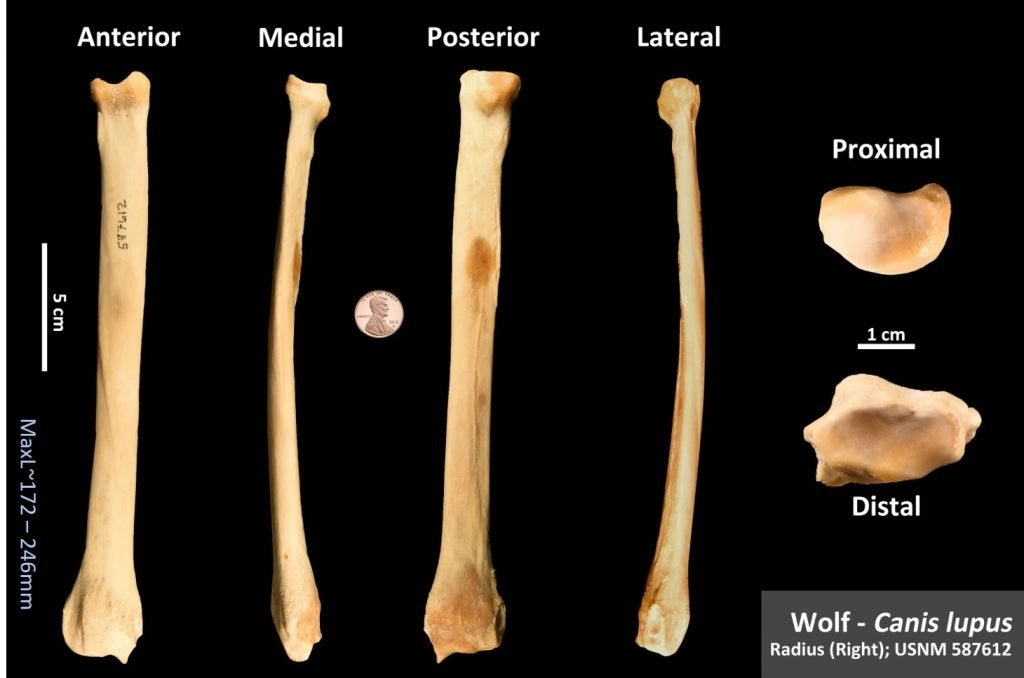 Radius Wolf Bones