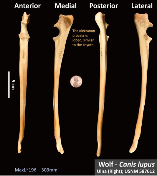 Wolf Ulna Bone