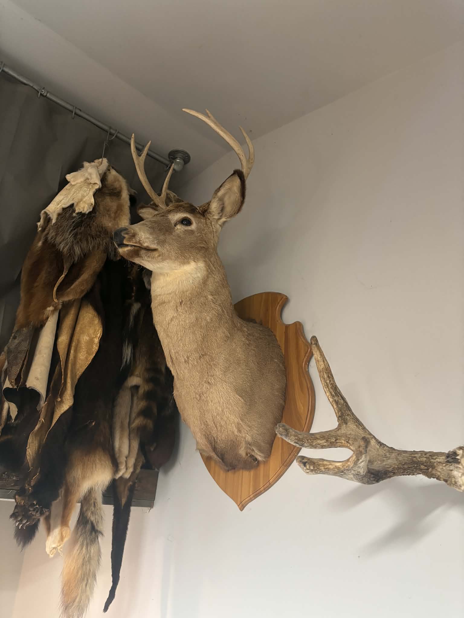 Canadian Deer Taxidermy Mounts – Medieval Fur
