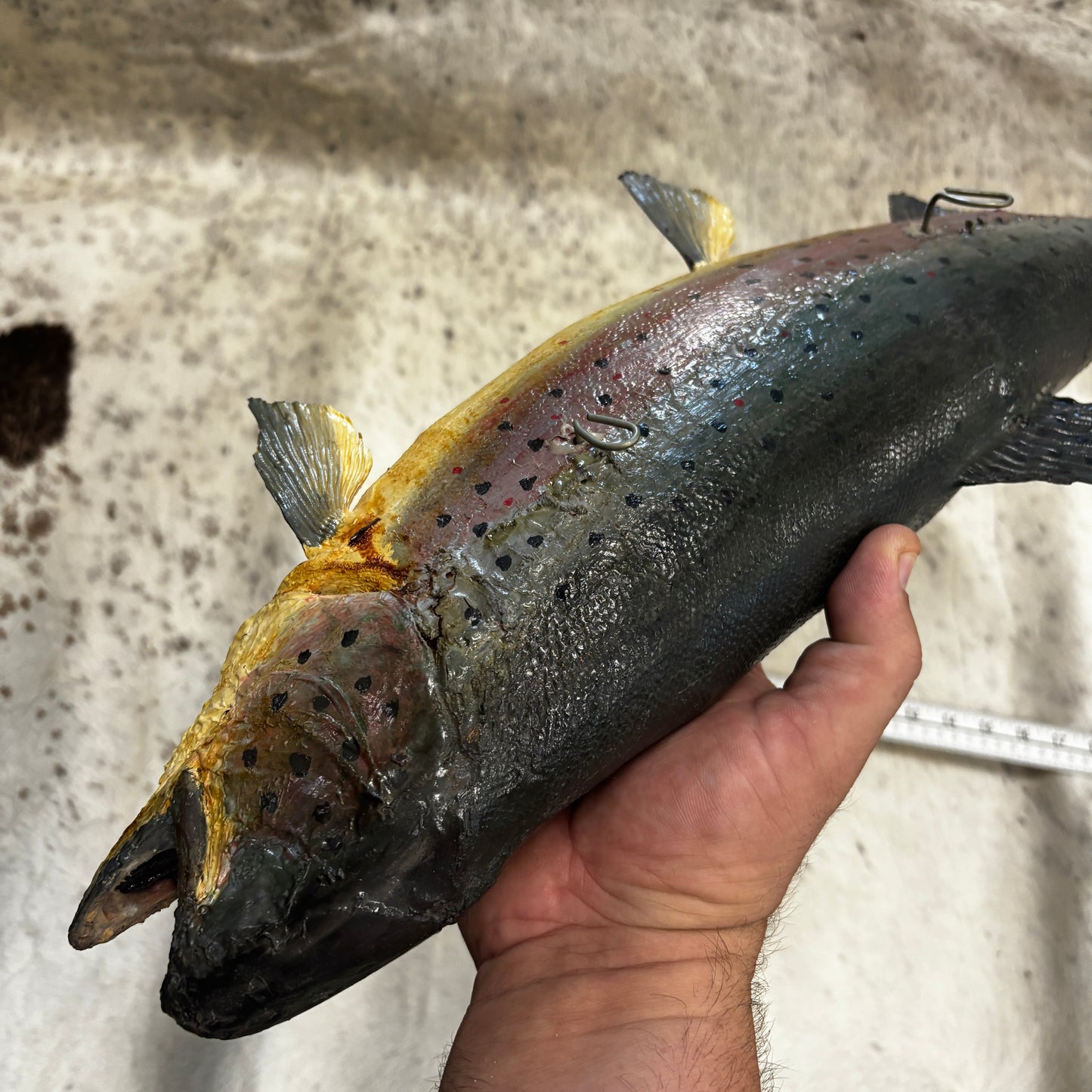 Rainbow Trout Taxidermy Wall Mount