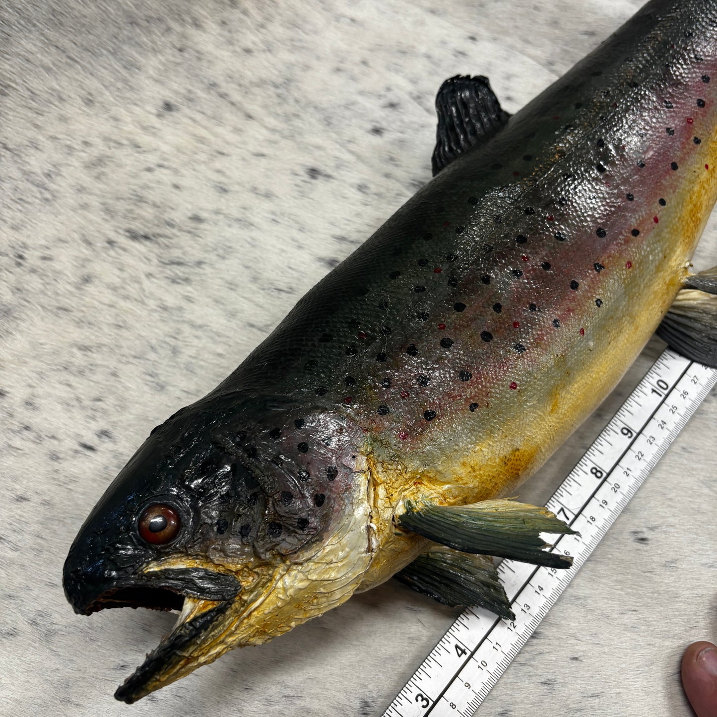 Rainbow Trout Taxidermy Wall Mount
