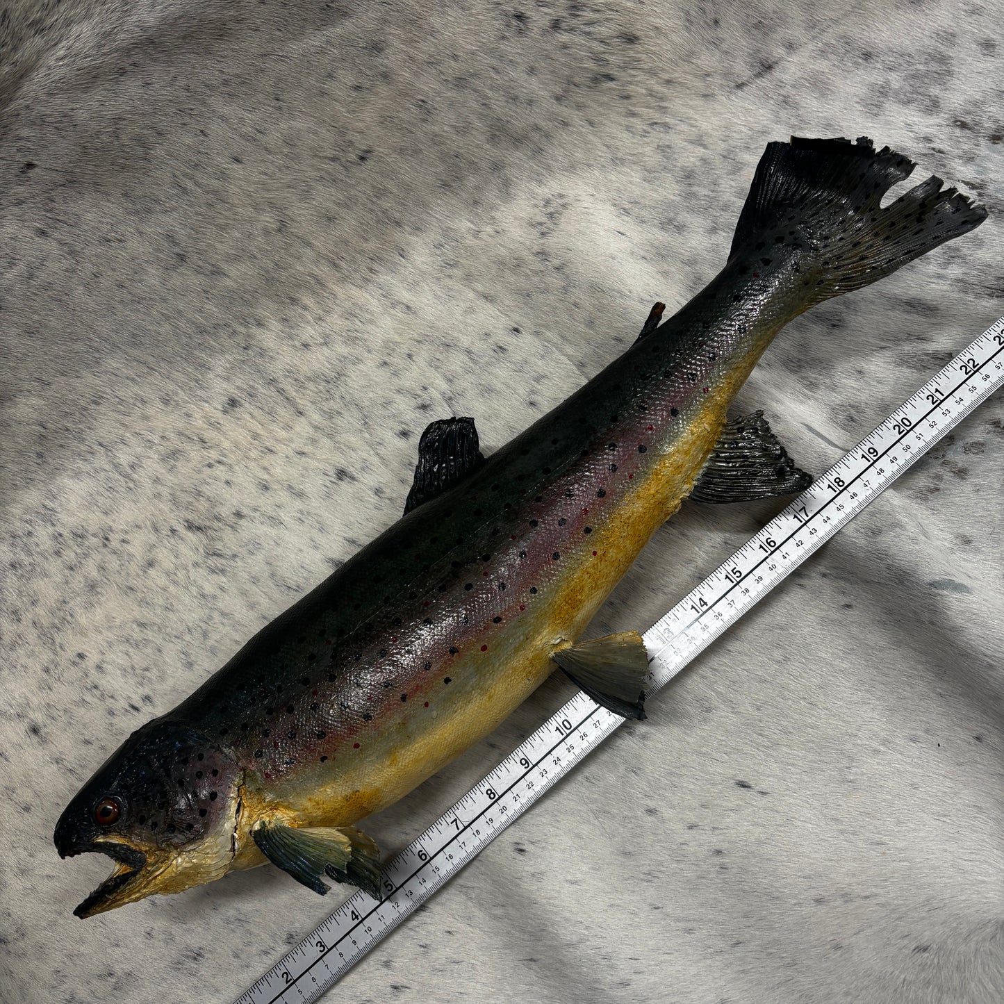 Rainbow Trout Taxidermy Wall Mount