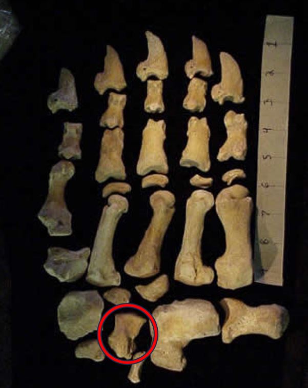 Bear Bone - Cuneiform Ankle Bone