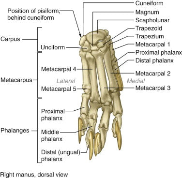 Bear Bone - Scapholunar Wrist Bone